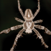 Taxonomic revision of the new spider ...