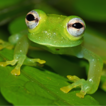 ﻿A third species of glassfrog in the g ...