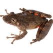﻿Rising from the ashes: A new treefrog ( ...