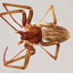 ﻿Two new species of the spider genus L ...