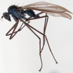 Revision of the Trichoclinocera systenognatha ...
