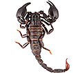 An annotated catalogue of the scorpion ...